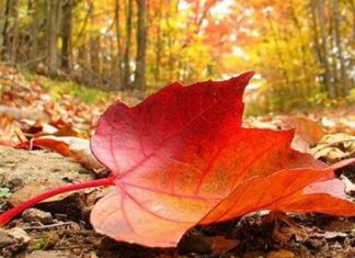 Đâu là nơi ngắm lá phong đỏ đẹp nhất trong kỳ nghĩ dưỡng của bạn? Đâu là nơi ngắm lá phong đỏ đẹp nhất trong kỳ nghĩ dưỡng của bạn?